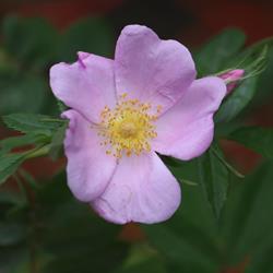 Pasture Rose